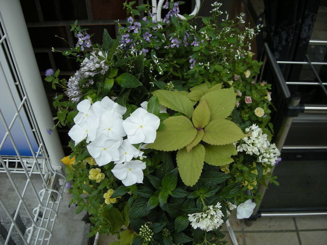 DSCN0506-thumbnail2[1].jpg